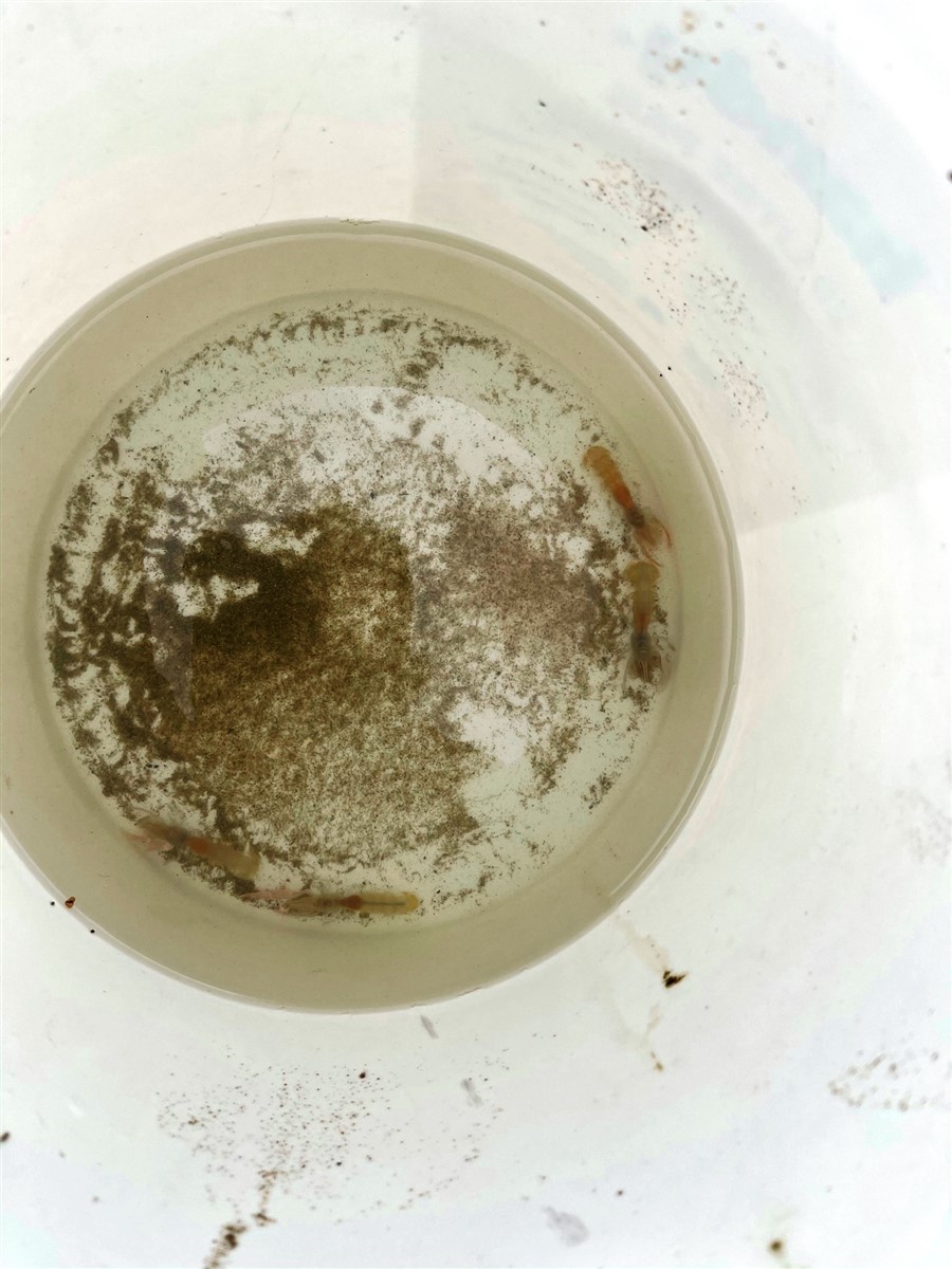 Pumping for Yabbies  - can you see them.jpg